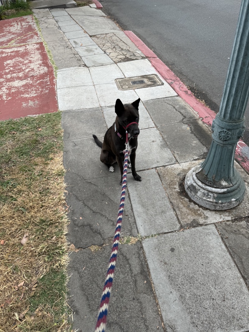 A picture of a black dog named Bowie sitting, taken on July 21 2024 at 7:29 am